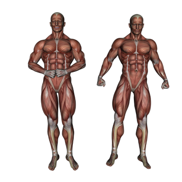 香砌學堂-身體按摩者必學-運動系統解剖學